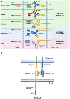 Fully equipped CARs to address tumor heterogeneity, enhance safety, and improve the functionality of cellular immunotherapies